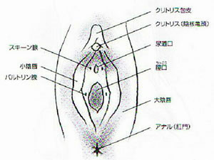 『クリトリス』とは・・・