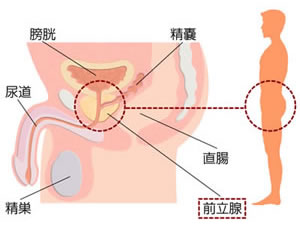 『前立腺』とは・・・